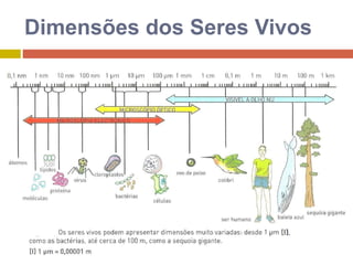 Dimensões dos Seres Vivos 
 