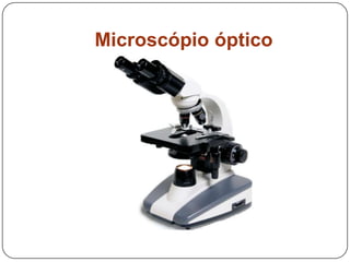 Microscópio óptico
 