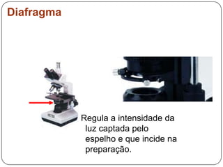 DiafragmaRegula a intensidade da luz captada pelo espelho e que incide na preparação. 
