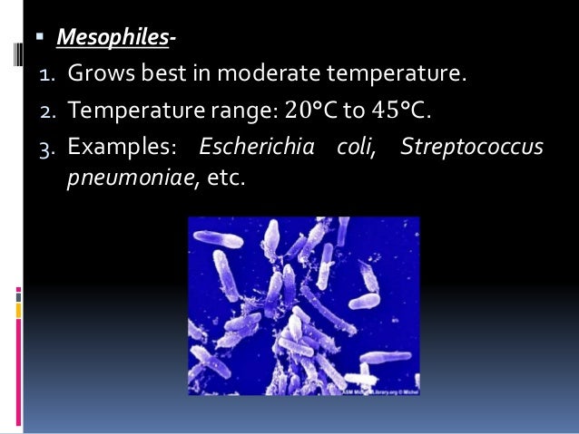  Mesophiles-
1. Grows best in moderate temperature.
2. Temperature range: 20°C to 45°C.
3. Examples: Escherichia coli, St...