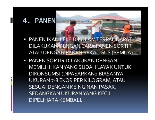 Microsoft power point-presentasi-ubb-2011-lele-kolam-terpal