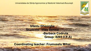 Sfântu Gheorghe
Students: -Vlas Senica
-Berbece Codruta
Group: 8203 (I.E.A)
Coordinating teacher: Frumuselu Mihai
Universitatea de Stiințe Agronomice și Medicină Veterinară București
 