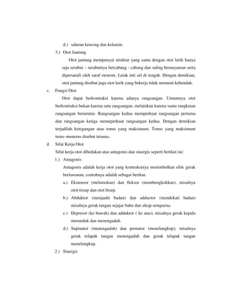 d.) saluran kencing dan kelamin.
3.) Otot Jantung
Otot jantung mempunyai struktur yang sama dengan otot lurik hanya
saja serabut – serabutnya bercabang - cabang dan saling beranyaman serta
dipersarafi oleh saraf otonom. Letak inti sel di tengah. Dengan demikian,
otot jantung disebut juga otot lurik yang bekerja tidak menurut kehendak.
c. Fungsi Otot
Otot dapat berkontraksi karena adanya rangsangan. Umumnya otot
berkontraksi bukan karena satu rangsangan, melainkan karena suatu rangkaian
rangsangan berurutan. Rangsangan kedua memperkuat rangsangan pertama
dan rangsangan ketiga memeperkuat rangsangan kedua. Dengan demikian
terjadilah ketegangan atau tonus yang maksimum. Tonus yang maksimum
terus–menerus disebut tetanus.
d. Sifat Kerja Otot
Sifat kerja otot dibedakan atas antagonis dan sinergis seperti berikut ini:
1.) Antagonis
Antagonis adalah kerja otot yang kontraksinya menimbulkan efek gerak
berlawanan, contohnya adalah sebagai berikut.
a.) Ekstensor (meluruskan) dan fleksor (membengkokkan), misalnya
otot trisep dan otot bisep.
b.) Abduktor (menjauhi badan) dan adductor (mendekati badan)
misalnya gerak tangan sejajar bahu dan sikap sempurna.
c.) Depresor (ke bawah) dan adduktor ( ke atas), misalnya gerak kepala
merunduk dan menengadah.
d.) Supinator (menengadah) dan pronator (menelungkup), misalnya
gerak telapak tangan menengadah dan gerak telapak tangan
menelungkup.
2.) Sinergis
 