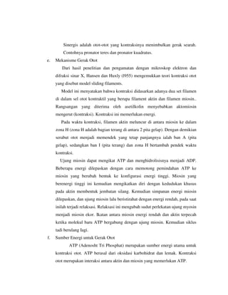 Sinergis adalah otot-otot yang kontraksinya menimbulkan gerak searah.
Contohnya pronator teres dan pronator kuadratus.
e. Mekanisme Gerak Otot
Dari hasil penelitian dan pengamatan dengan mikroskop elektron dan
difraksi sinar X, Hansen dan Huxly (l955) mengemukkan teori kontraksi otot
yang disebut model sliding filaments.
Model ini menyatakan bahwa kontraksi didasarkan adanya dua set filamen
di dalam sel otot kontraktil yang berupa filament aktin dan filamen miosin..
Rangsangan yang diterima oleh asetilkolin menyebabkan aktomiosin
mengerut (kontraksi). Kontraksi ini memerlukan energi.
Pada waktu kontraksi, filamen aktin meluncur di antara miosin ke dalam
zona H (zona H adalah bagian terang di antara 2 pita gelap). Dengan demikian
serabut otot menjadi memendek yang tetap panjangnya ialah ban A (pita
gelap), sedangkan ban I (pita terang) dan zona H bertambah pendek waktu
kontraksi.
Ujung miosin dapat mengikat ATP dan menghidrolisisnya menjadi ADP.
Beberapa energi dilepaskan dengan cara memotong pemindahan ATP ke
miosin yang berubah bentuk ke konfigurasi energi tinggi. Miosin yang
berenergi tinggi ini kemudian mengikatkan diri dengan kedudukan khusus
pada aktin membentuk jembatan silang. Kemudian simpanan energi miosin
dilepaskan, dan ujung miosin lalu beristirahat dengan energi rendah, pada saat
inilah terjadi relaksasi. Relaksasi ini mengubah sudut perlekatan ujung myosin
menjadi miosin ekor. Ikatan antara miosin energi rendah dan aktin terpecah
ketika molekul baru ATP bergabung dengan ujung miosin. Kemudian siklus
tadi berulang Iagi.
f. Sumber Energi untuk Gerak Otot
ATP (Adenosht Tri Phosphat) merupakan sumber energi utama untuk
kontraksi otot. ATP berasal dari oksidasi karbohidrat dan lemak. Kontraksi
otot merupakan interaksi antara aktin dan miosin yang memerlukan ATP.
 