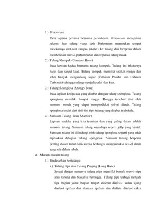 1.) Periosteum
Pada lapisan pertama bernama periosteum. Periosteum merupakan
selaput luar tulang yang tipis Periosteum merupakan tempat
melekatnya otot-otot rangka (skelet) ke tulang dan berperan dalam
memberikan nutrisi, pertumbuhan dan reparasi tulang rusak.
2.) Tulang Kompak (Compact Bone)
Pada lapisan kedua bernama tulang kompak. Tulang ini teksturnya
halus dan sangat kuat. Tulang kompak memiliki sedikit rongga dan
lebih banyak mengandung kapur (Calsium Phosfat dan Calsium
Carbonat) sehingga tulang menjadi padat dan kuat.
3.) Tulang Spongiosa (Spongy Bone)
Pada lapisan ketiga ada yang disebut dengan tulang spongiosa. Tulang
spongiosa memiliki banyak rongga. Rongga tersebut diisi oleh
sumsum merah yang dapat memproduksi sel-sel darah. Tulang
spongiosa terdiri dari kisi-kisi tipis tulang yang disebut trabekula.
4.) Sumsum Tulang (Bone Marrow)
Lapisan terakhir yang kita temukan dan yang paling dalam adalah
sumsum tulang. Sumsum tulang wujudnya seperti jelly yang kental.
Sumsum tulang ini dilindungi oleh tulang spongiosa seperti yang telah
dijelaskan dibagian tulang spongiosa. Sumsum tulang berperan
penting dalam tubuh kita karena berfungsi memproduksi sel-sel darah
yang ada dalam tubuh.
d. Macam-macam tulang
1.) Berdasarkan bentuknya:
a.) Tulang Pipa atau Tulang Panjang (Long Bone)
Sesuai dengan namanya tulang pipa memiliki bentuk seperti pipa
atau tabung dan biasanya berongga. Tulang pipa terbagi menjadi
tiga bagian yaitu: bagian tengah disebut diafisis, kedua ujung
disebut epifisis dan diantara epifisis dan diafisis disebut cakra
 