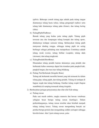 epifisis. Beberapa contoh tulang pipa adalah pada tulang tangan
diantaranya tulang hasta (ulna), tulang pengumpil (radius) serta
tulang kaki diantaranya tulang paha (femur), dan tulang kering
(tibia).
b.) TulangPipih(FlatBone)
Bentuk tulang yang kedua yaitu tulang pipih. Tulang pipih
tersusun atas dua lempengan tulang kompak dan tulang spons,
didalamnya terdapat sumsum tulang. Kebanyakan tulang pipih
menyusun dinding rongga, sehingga tulang pipih ini sering
berfungsi sebagai pelindung atau memperkuat. Contohnya adalah
tulang rusuk (costa), tulang belikat (scapula), tulang dada
(sternum), dan tulang tengkorak.
c.) TulangPendek(ShortBone)
Dinamakan tulang pendek karena ukurannya yang pendek dan
berbentuk kubus umumnya dapat kita temukan pada pangkal kaki,
pangkal lengan, dan ruas-ruas tulang belakang.
d.) Tulang Tak Berbentuk (Irreguler Bone)
Tulang tak berbentuk memiliki bentuk yang tak termasuk ke dalam
tulang pipa, tulang pipih, dan tulang pendek. Tulang ini terdapat di
bagian wajah dan tulang belakang. Gambar tulang wajah (bagian
mandibula) di samping termasuk tulang irreguler.
2.) Berdasarkan jaringan penyusunnya dan sifat-sifat fisik tulang:
a.) Tulang rawan
Pada saat masih embrio, rangka manusia dan hewan vertebrata
sebagian besar berupa tulang rawan (kartilago). Dalam
perkembangannya, tulang rawan tersebut akan berubah menjadi
tulang (tulang keras). Tulang rawan mengandung banyak zat
perekat berupa protein dan mengandung sedikit zat kapur sehingga
bersifat lentur. Ada 3 jenis tulang rawan, yaitu:
 