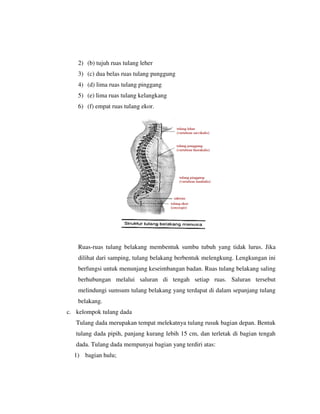 2) (b) tujuh ruas tulang leher
3) (c) dua belas ruas tulang punggung
4) (d) lima ruas tulang pinggang
5) (e) lima ruas tulang kelangkang
6) (f) empat ruas tulang ekor.
Ruas-ruas tulang belakang membentuk sumbu tubuh yang tidak lurus. Jika
dilihat dari samping, tulang belakang berbentuk melengkung. Lengkungan ini
berfungsi untuk menunjang keseimbangan badan. Ruas tulang belakang saling
berhubungan melalui saluran di tengah setiap ruas. Saluran tersebut
melindungi sumsum tulang belakang yang terdapat di dalam sepanjang tulang
belakang.
c. kelompok tulang dada
Tulang dada merupakan tempat melekatnya tulang rusuk bagian depan. Bentuk
tulang dada pipih, panjang kurang lebih 15 cm, dan terletak di bagian tengah
dada. Tulang dada mempunyai bagian yang terdiri atas:
1) bagian hulu;
 