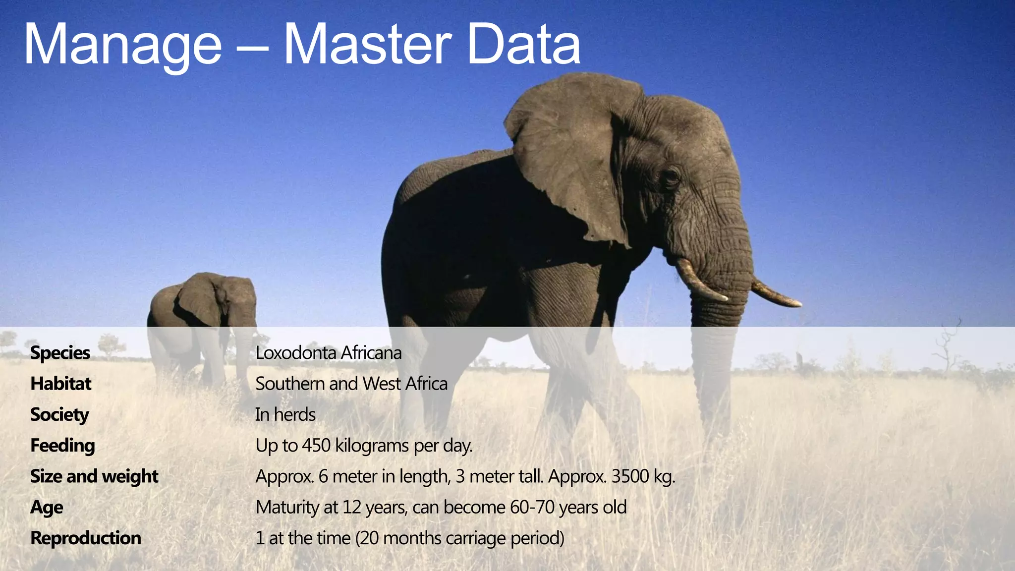 Manage – Master Data




Species           Loxodonta Africana
Habitat           Southern and West Africa
Society           In herds
Feeding           Up to 450 kilograms per day.
Size and weight   Approx. 6 meter in length, 3 meter tall. Approx. 3500 kg.
Age               Maturity at 12 years, can become 60-70 years old
Reproduction      1 at the time (20 months carriage period)
 