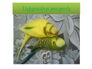 Ալիքավոր թութակ
 