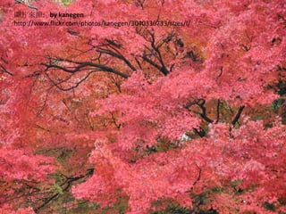 圖片來源:http://www.flickr.com/photos/kanegen/3040336733/sizes/l/bykanegen