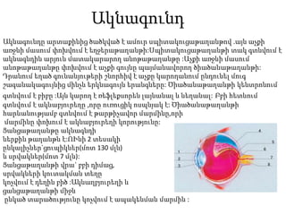 Ակնագունդ
Ակնագունդը արտաքինից ծածկված է ամուր սպիտակուցաթաղանթով .այն աչքի
առջևի մասում փոխվում է եղջերաթաղանթի:Սպիտակուցաթաղանթի տակ գտնվում է
ակնագնդին արյուն մատակարարող անոթաթաղանթը :Աչքի առջևի մասում
անոթաթաղանթը փոխվում է աչքի գույնը պայմանավորող ծիածանաթաղանթի:
Դրանում եղած գունանյութերի շնորհիվ է աչքը կարողանում ընդունել մուգ
շագանակագույնից մինչև երկնագույն երանգները: Ծիածանաթաղանթի կենտրոնում
գտնվում է բիբը :Այն կարող է ռեֆլեքսորեն լայնանալ և նեղանալ: Բբի հետևում
գտնվում է ակնաբյուրեղը ,որը ուռուցիկ ոսպնյակ է: Ծիածանաթաղանթի
հարևանությամբ գտնվում է թարթիչավոր մարմինը,որի
մարմինը փոխում է ակնաբյուրեղի կորությունը:
Ցանցաթաղանթը ակնագնդի
ներքին թաղանթն է:ՈՒնի 2 տեսակի
ընկալիչներ`ցուպիկներ(մոտ 130 մլն)
և սրվակներ(մոտ 7 մլն):
Ցանցաթաղանթի վրա` բբի դիմաց,
սրվակների կուտակման տեղը
կոչվում է դեղին բիծ :Ակնաղբյուրեղի և
ցանցաթաղանթի միջև
ընկած տարածությունը կոչվում է ապակենման մարմին :
 