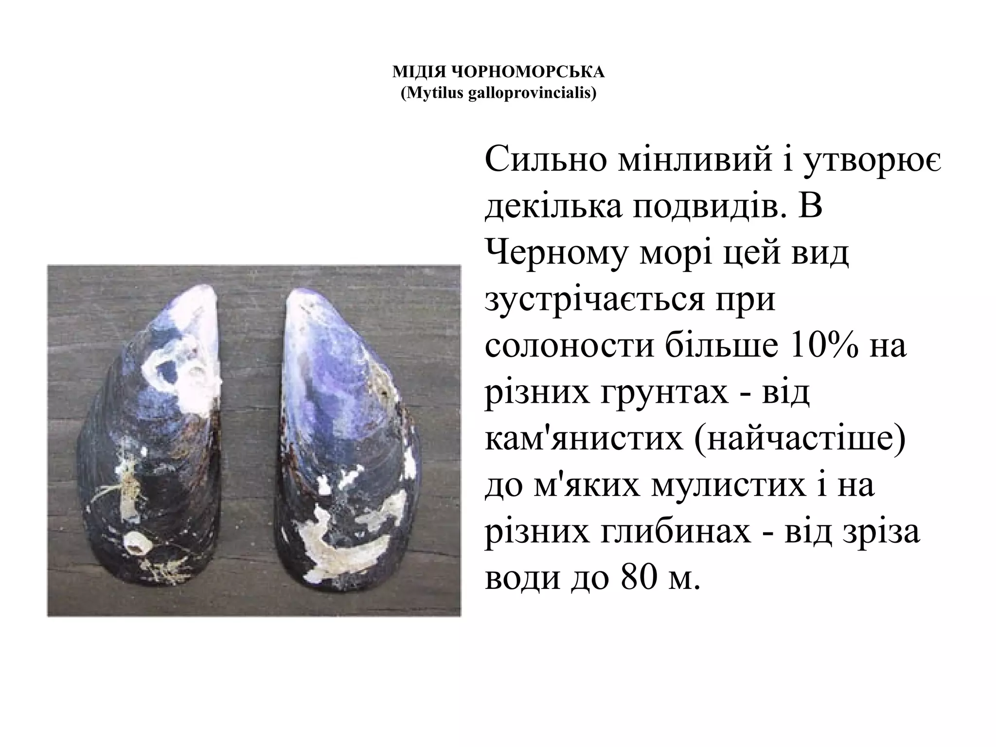 МІДІЯ ЧОРНОМОРСЬКА
 (Mytilus galloprovincialis)



            Сильно мінливий і утворює
            декілька подвидів. В
            Черному морі цей вид
            зустрічається при
            солоности більше 10% на
            різних грунтах - від
            кам'янистих (найчастіше)
            до м'яких мулистих і на
            різних глибинах - від зріза
            води до 80 м.
 
