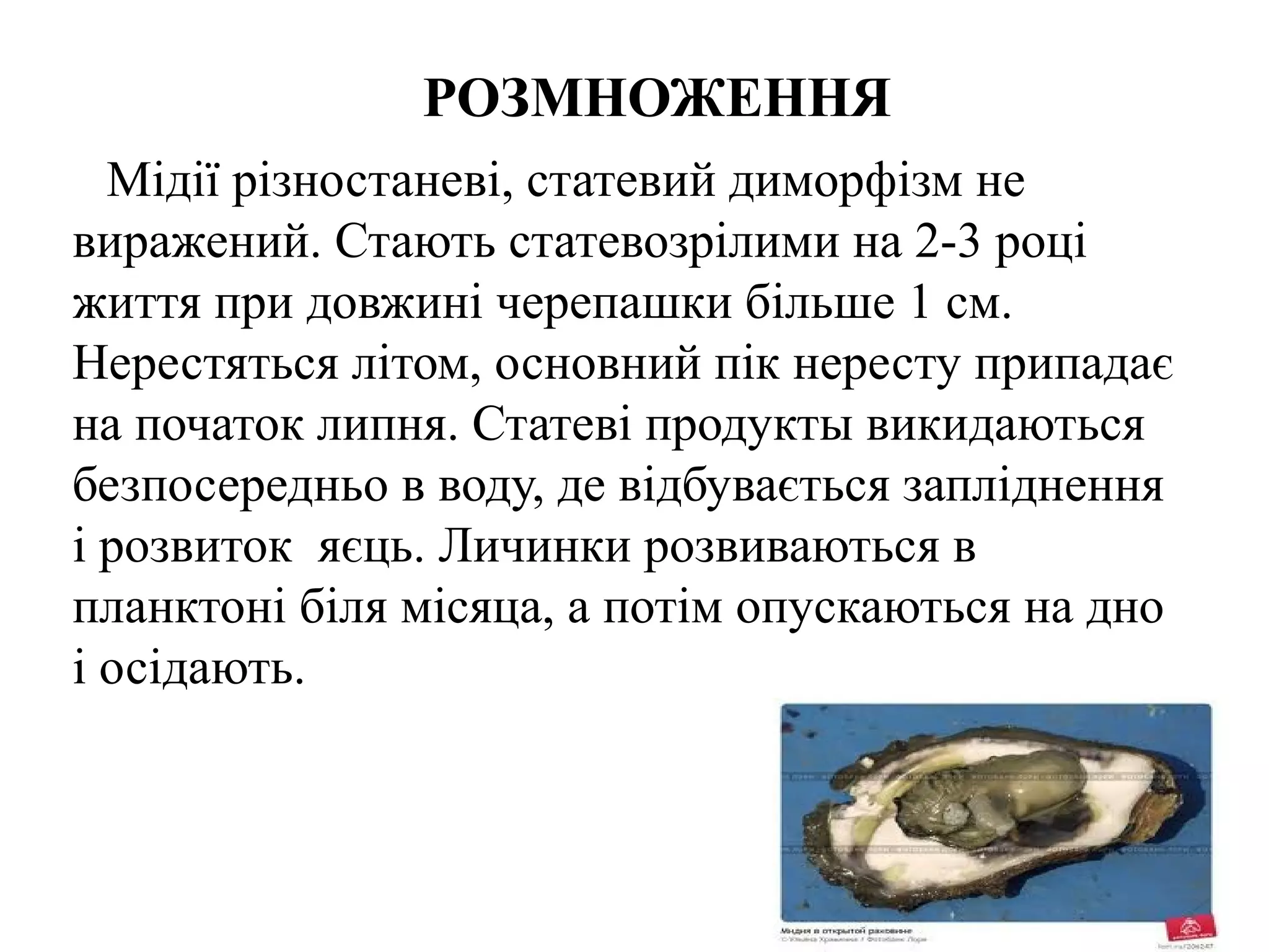 РОЗМНОЖЕННЯ
  Мідії різностаневі, статевий диморфізм не
виражений. Стають статевозрілими на 2-3 році
життя при довжині черепашки більше 1 см.
Нерестяться літом, основний пік нересту припадає
на початок липня. Статеві продукты викидаються
безпосередньо в воду, де відбувається запліднення
і розвиток яєць. Личинки розвиваються в
планктоні біля місяца, а потім опускаються на дно
і осідають.
 
