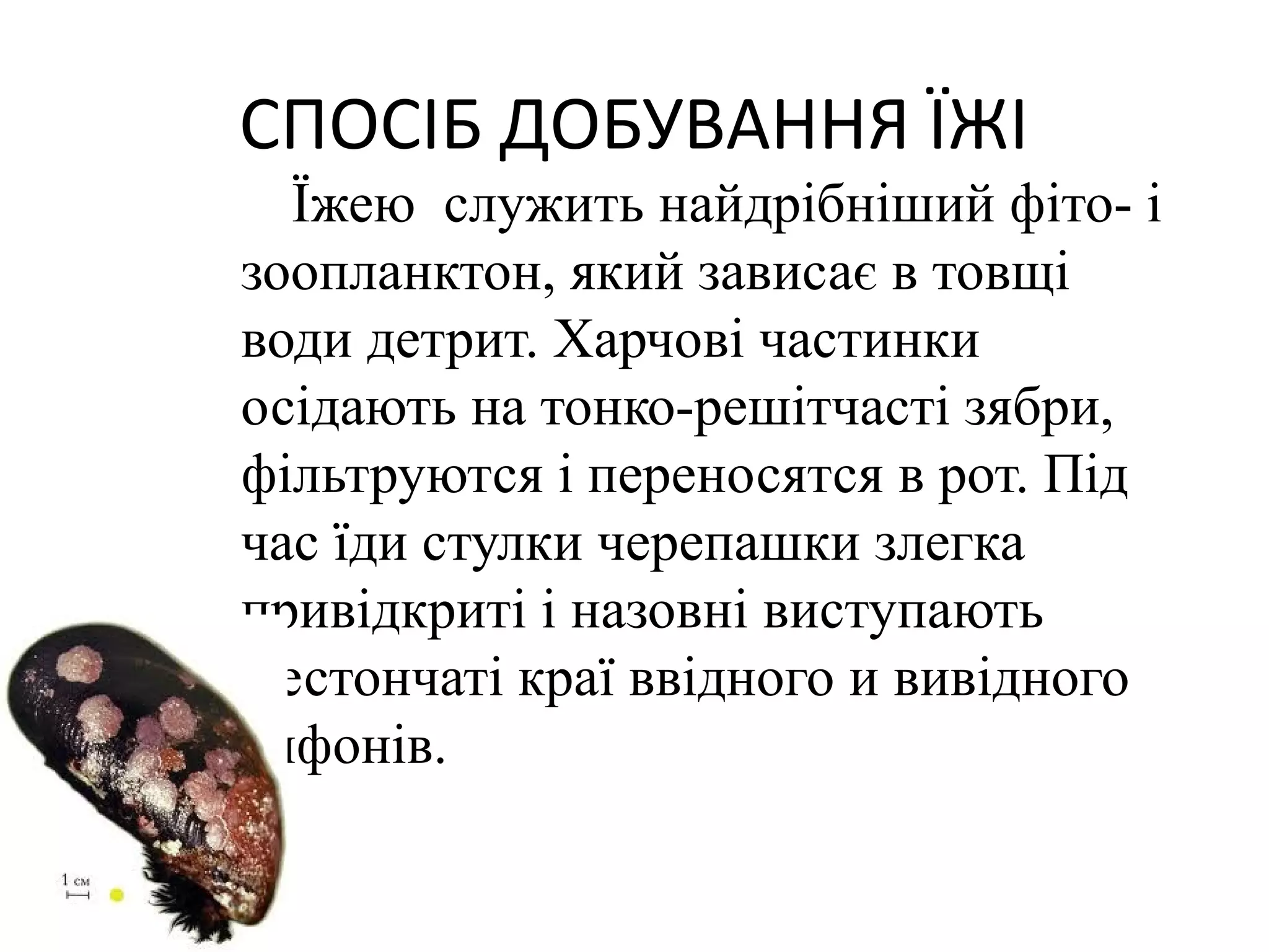 СПОСІБ ДОБУВАННЯ ЇЖІ
  Їжею служить найдрібніший фіто- і
зоопланктон, який зависає в товщі
води детрит. Харчові частинки
осідають на тонко-решітчасті зябри,
фільтруются і переносятся в рот. Під
час їди стулки черепашки злегка
привідкриті і назовні виступають
фестончаті краї ввідного и вивідного
сифонів.
 