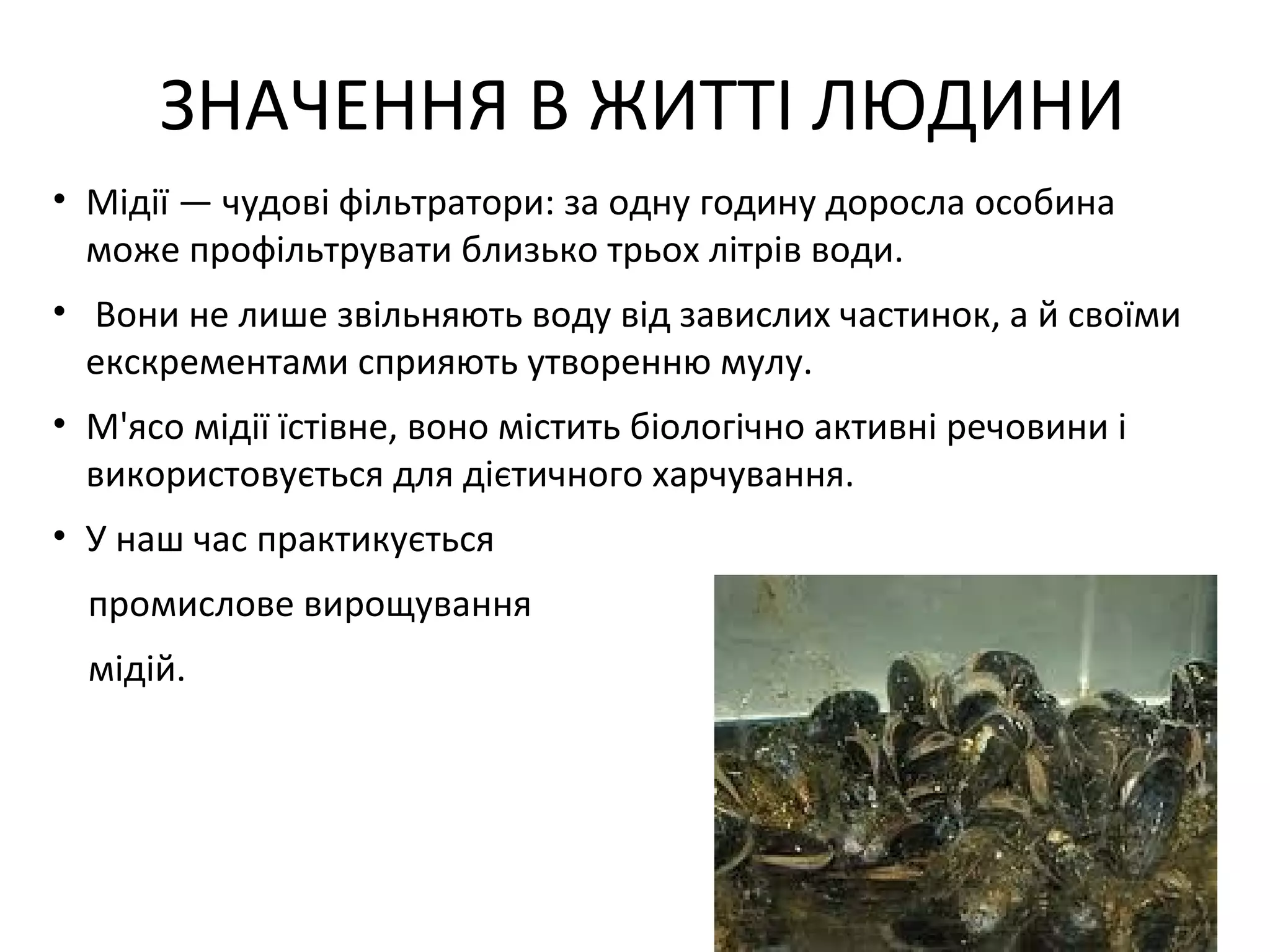 ЗНАЧЕННЯ В ЖИТТІ ЛЮДИНИ
• Мідії — чудові фільтратори: за одну годину доросла особина
  може профільтрувати близько трьох літрів води.
• Вони не лише звільняють воду від завислих частинок, а й своїми
  екскрементами сприяють утворенню мулу.
• М'ясо мідії їстівне, воно містить біологічно активні речовини і
  використовується для дієтичного харчування.
• У наш час практикується
  промислове вирощування
  мідій.
 