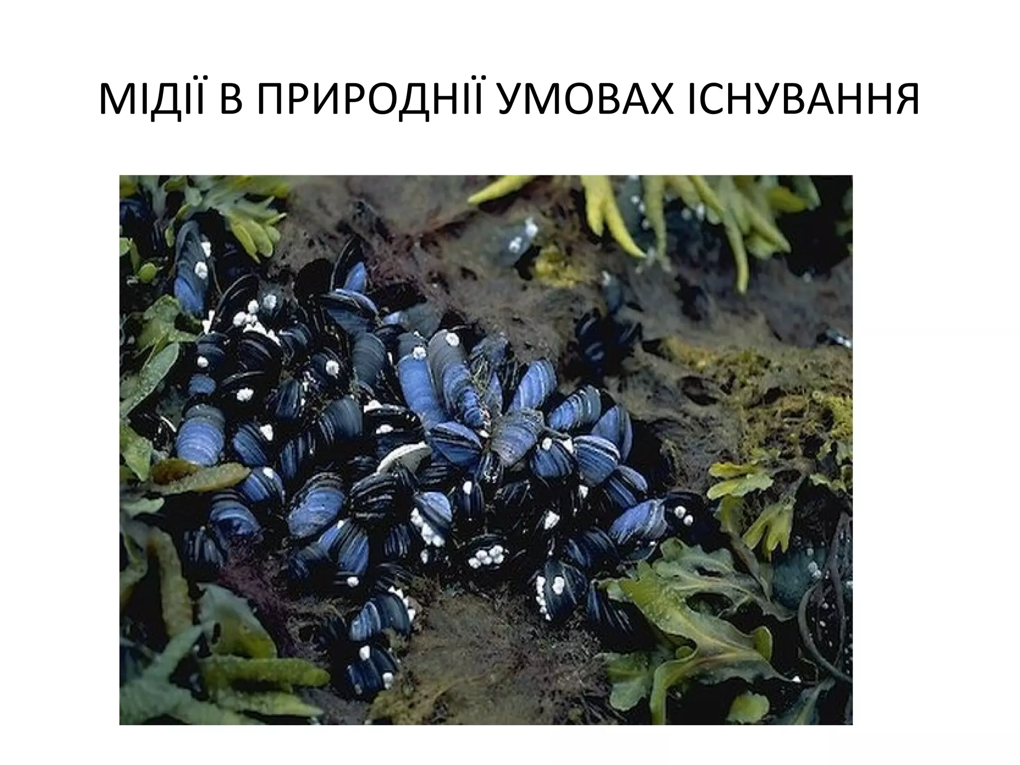 МІДІЇ В ПРИРОДНІЇ УМОВАХ ІСНУВАННЯ
 