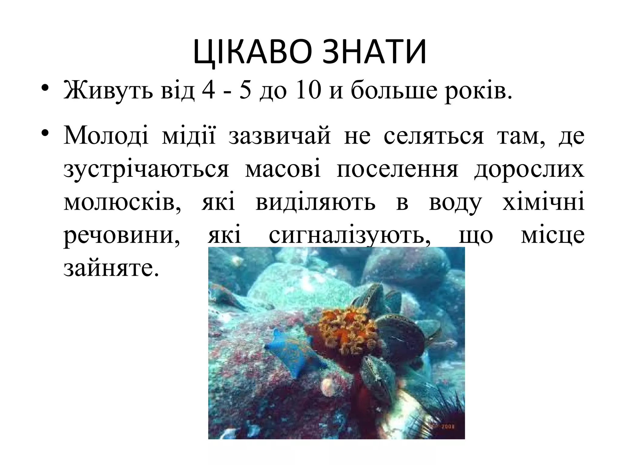 ЦІКАВО ЗНАТИ
• Живуть від 4 - 5 до 10 и больше років.
• Молоді мідії зазвичай не селяться там, де
  зустрічаються масові поселення дорослих
  молюсків, які виділяють в воду хімічні
  речовини, які сигналізують, що місце
  зайняте.
 