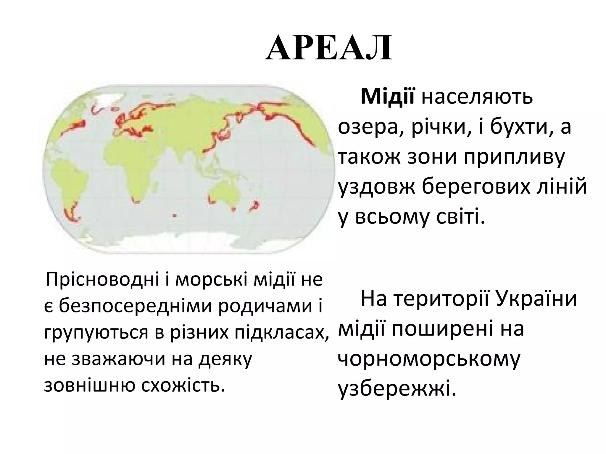 АРЕАЛ
                               Мідії населяють
                             озера, річки, і бухти, а
                             також зони припливу
                             уздовж берегових ліній
                             у всьому світі.

Прісноводні і морські мідії не
є безпосередніми родичами і      На території України
групуються в різних підкласах, мідії поширені на
не зважаючи на деяку           чорноморському
зовнішню схожість.             узбережжі.
 