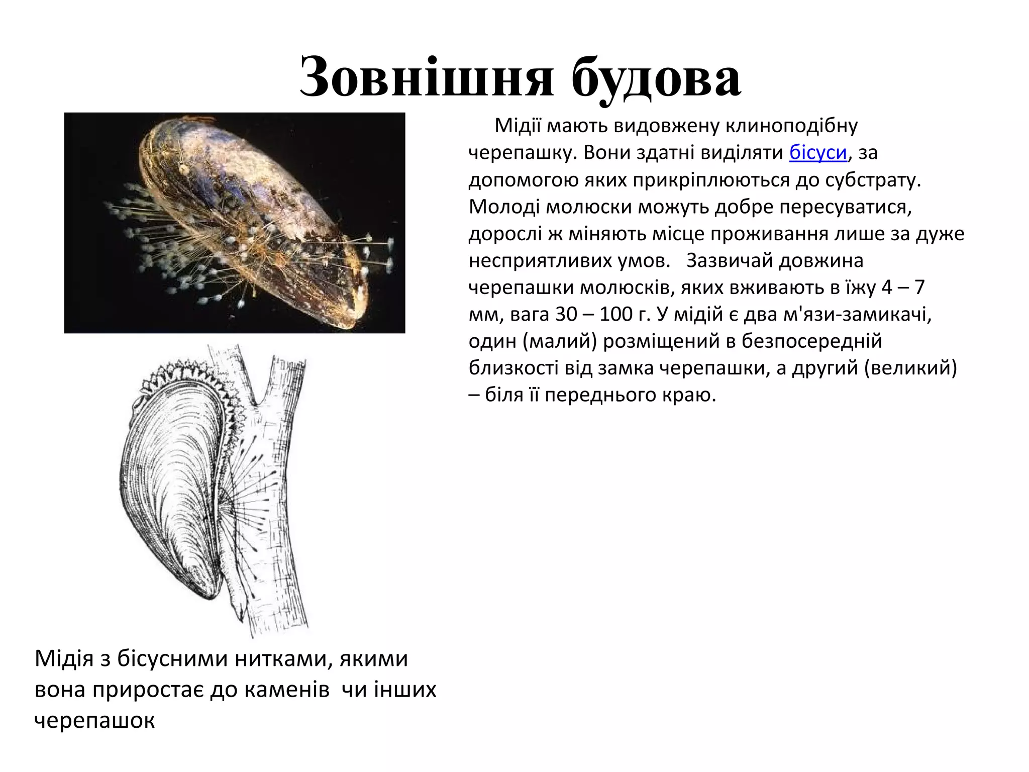Зовнішня будова
                                        Мідії мають видовжену клиноподібну
                                     черепашку. Вони здатні виділяти бісуси, за
                                     допомогою яких прикріплюються до субстрату.
                                     Молоді молюски можуть добре пересуватися,
                                     дорослі ж міняють місце проживання лише за дуже
                                     несприятливих умов. Зазвичай довжина
                                     черепашки молюсків, яких вживають в їжу 4 – 7
                                     мм, вага 30 – 100 г. У мідій є два м'язи-замикачі,
                                     один (малий) розміщений в безпосередній
                                     близкості від замка черепашки, а другий (великий)
                                     – біля її переднього краю.




Мідія з бісусними нитками, якими
вона приростає до каменів чи інших
черепашок
 