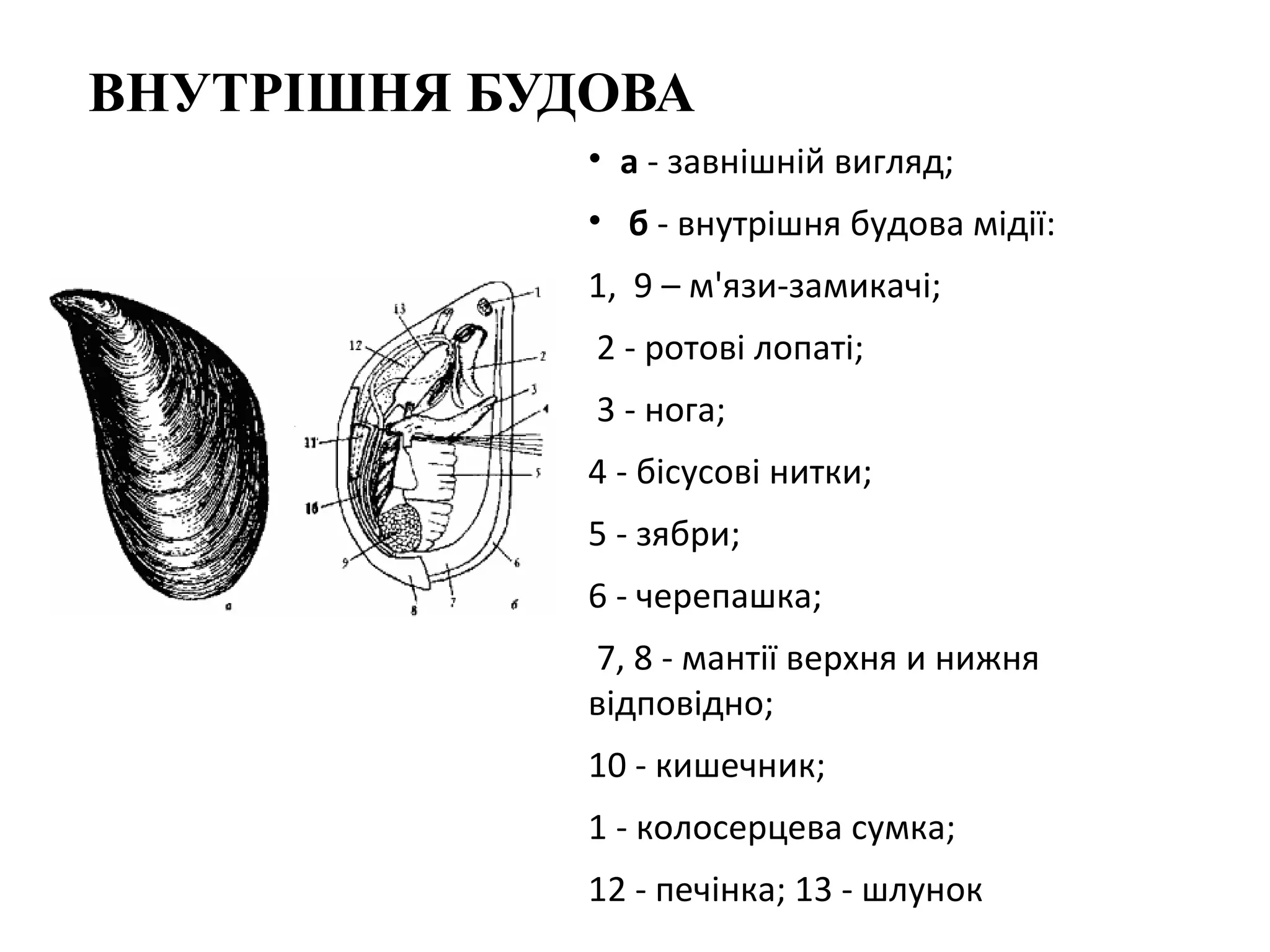ВНУТРІШНЯ БУДОВА
             • а - завнішній вигляд;
             • б - внутрішня будова мідії:
             1, 9 – м'язи-замикачі;
             2 - ротові лопаті;
             3 - нога;
             4 - бісусові нитки;
             5 - зябри;
             6 - черепашка;
             7, 8 - мантії верхня и нижня
             відповідно;
             10 - кишечник;
             1 - колосерцева сумка;
             12 - печінка; 13 - шлунок
 