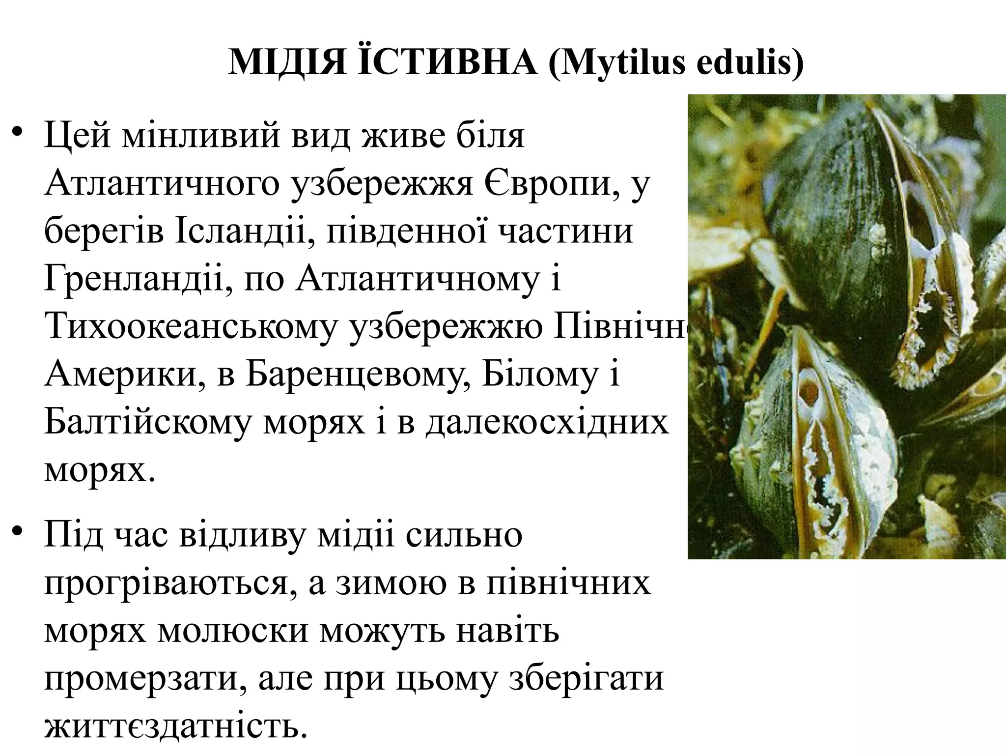 МІДІЯ ЇСТИВНА (Mytilus edulis)
• Цей мінливий вид живе біля
  Атлантичного узбережжя Європи, у
  берегів Ісландіі, південної частини
  Гренландіі, по Атлантичному і
  Тихоокеанському узбережжю Північної
  Америки, в Баренцевому, Білому і
  Балтійскому морях і в далекосхідних
  морях.
• Під час відливу мідіі сильно
  прогріваються, а зимою в північних
  морях молюски можуть навіть
  промерзати, але при цьому зберігати
  життєздатність.
 