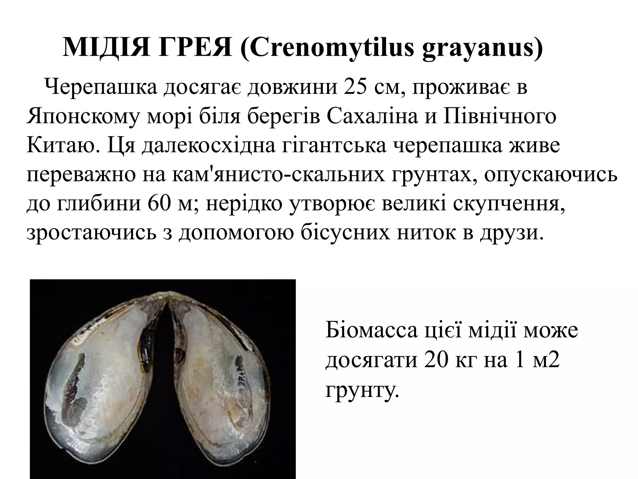 МІДІЯ ГРЕЯ (Crenomytilus grayanus)
  Черепашка досягає довжини 25 см, проживає в
Японскому морі біля берегів Сахаліна и Північного
Китаю. Ця далекосхідна гігантська черепашка живе
переважно на кам'янисто-скальних грунтах, опускаючись
до глибини 60 м; нерідко утворює великі скупчення,
зростаючись з допомогою бісусних ниток в друзи.



                          Біомасса цієї мідії може
                          досягати 20 кг на 1 м2
                          грунту.
 