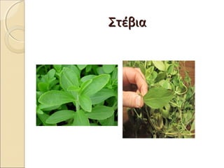 ΣτέβιαΣτέβια
 