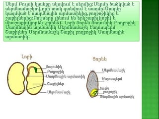 Սերմ Բույսի կյանքը սկսվում է սերմից:Սերմը ծածկված է
սերմնամաշկով,որի տակ գտնվում է սաղմը:Սաղմը
կազմված է սաղմնային արմատիկից,բողբոջիկից և
շաքիլներից:Բույսերը լինում են երկշաքիլ(լոբի) և
միաշաքիլ(ցորեն ,բրինձ): Լոբի Ցորեն Ցողունիկ Բողբոջիկ
Սաղմնային արմատիկ Սերմնամաշկ Էնդոսպերմ
Շաքիլներ Սերմնամաշկ Շաքիլ բողբոջիկ Սաղմնային
արմատիկ:
 