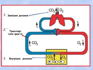 Зовнішнє дихання
Транспорт
газів кров'ю
Внутрішнє дихання
 