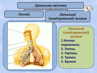 Дихальні
(повітряносні)
шляхи
1.Носова
порожнина;
2. Глотка;
3. Гортань;
4. Трахея;
5. Бронхи
 