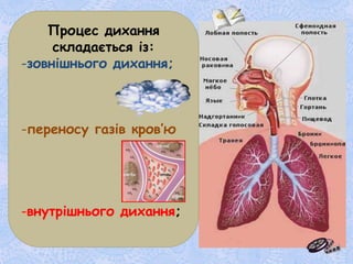 Процес дихання
складається із:
-зовнішнього дихання;
-переносу газів кров’ю
-внутрішнього дихання;
 