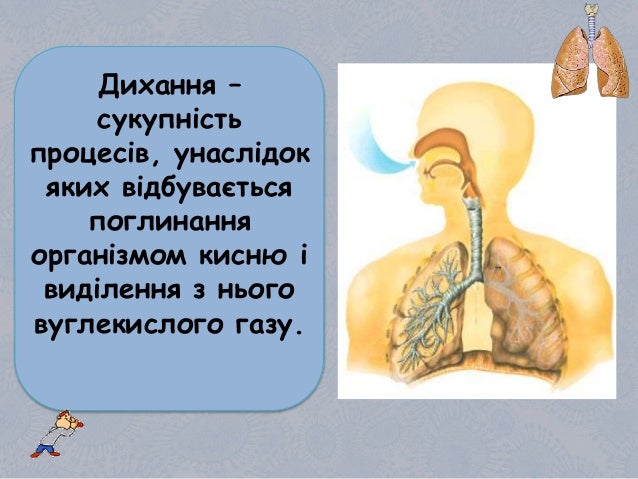 Картинки по запросу дихальна система