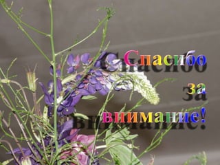 акцентуац хара презентация Microsoft office power point