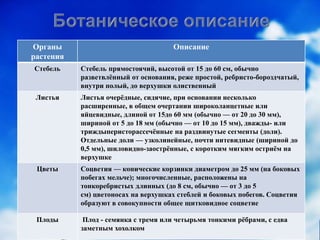 Органы
растения
Описание
Стебель Стебель прямостоячий, высотой от 15 до 60 см, обычно
разветвлённый от основания, реже простой, ребристо-бороздчатый,
внутри полый, до верхушки олиственный
Листья Листья очерёдные, сидячие, при основании несколько
расширенные, в общем очертании широколанцетные или
яйцевидные, длиной от 15до 60 мм (обычно — от 20 до 30 мм),
шириной от 5 до 18 мм (обычно — от 10 до 15 мм), дважды- или
триждыперисторассечённые на раздвинутые сегменты (доли).
Отдельные доли — узколинейные, почти нитевидные (шириной до
0,5 мм), шиловидно-заострённые, с коротким мягким остриём на
верхушке
Цветы Соцветия — конические корзинки диаметром до 25 мм (на боковых
побегах мельче); многочисленные, расположены на
тонкоребристых длинных (до 8 см, обычно — от 3 до 5
см) цветоносах на верхушках стеблей и боковых побегов. Соцветия
образуют в совокупности общее щитковидное соцветие
Плоды Плод - семянка с тремя или четырьмя тонкими рёбрами, с едва
заметным хохолком
 