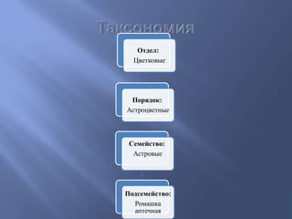 Отдел:
Цветковые
Порядок:
Астроцветные
Семейство:
Астровые
Подсемейство:
Ромашка
аптечная
 