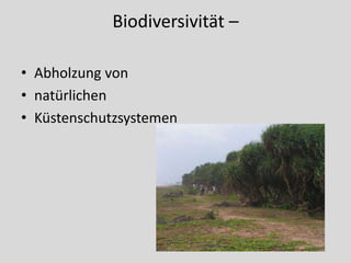 Biodiversivität –

• Abholzung von
• natürlichen
• Küstenschutzsystemen
 