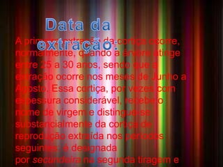 A CORTIÇA 
A primeira extração da cortiça ocorre, 
normalmente, quando a árvore atinge 
entre 25 a 30 anos, sendo que a 
extração ocorre nos meses de Junho a 
Agosto. Essa cortiça, por vezes com 
espessura considerável, recebe o 
nome de virgem e distingue-se 
substancialmente da cortiça de 
reprodução extraída nos períodos 
seguintes: é designada 
por secundeira na segunda tiragem e 
• A Cortiça é um material de 
origem vegetal da casca 
dos sobreiros ,leve e com grande poder 
isolante. A razão pela qual a cortiça possui 
estas características é a sua composição 
rica em suberina, uma substância lipídica 
(gordurosa) que se acumula na parede 
celular. 
 
