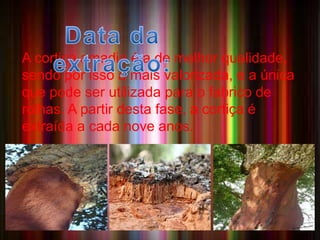A CORTIÇA 
A cortiça amadia é a de melhor qualidade, 
sendo por isso a mais valorizada, e a única 
que pode ser utilizada para o fabrico de 
rolhas. A partir desta fase, a cortiça é 
extraída a cada nove anos. 
• A Cortiça é um material de 
origem vegetal da casca 
dos sobreiros ,leve e com grande poder 
isolante. A razão pela qual a cortiça possui 
estas características é a sua composição 
rica em suberina, uma substância lipídica 
(gordurosa) que se acumula na parede 
celular. 
 