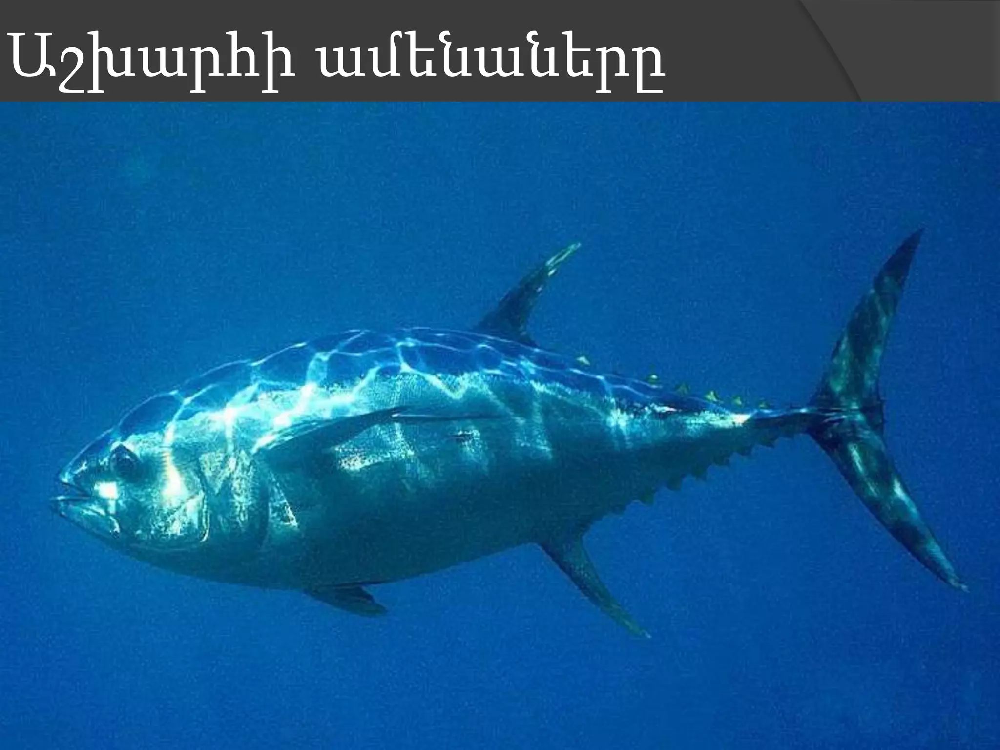 Աշխարհի ամենաները