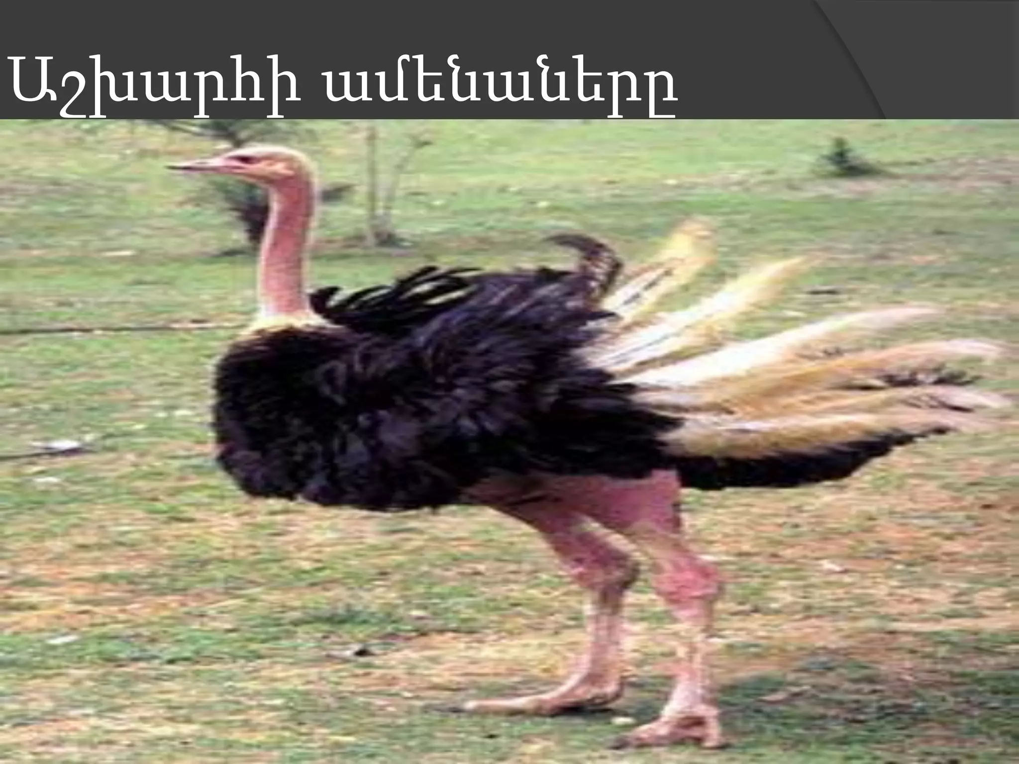 Աշխարհի ամենաները