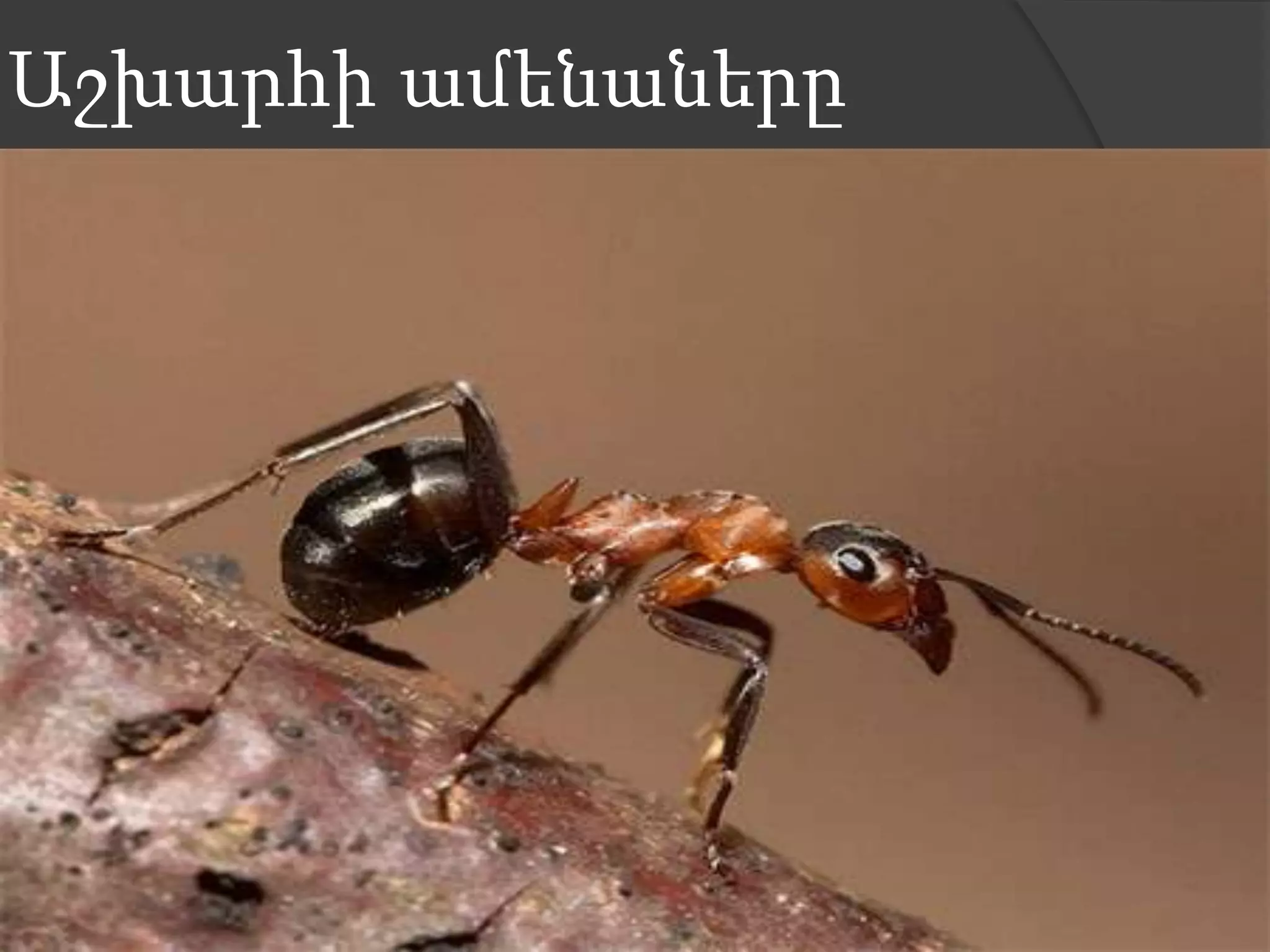 Աշխարհի ամենաները