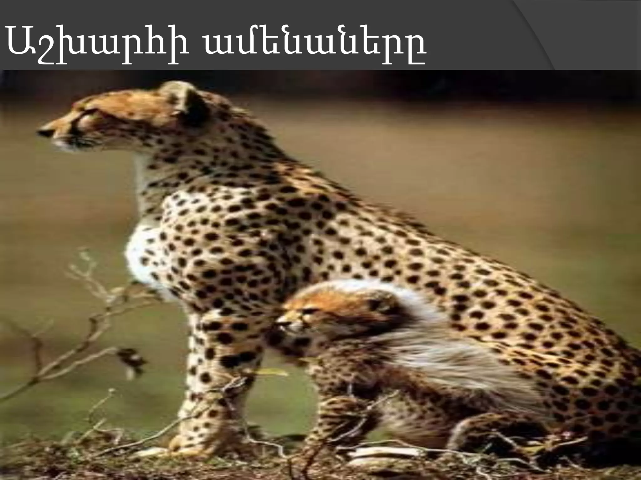 Աշխարհի ամենաները