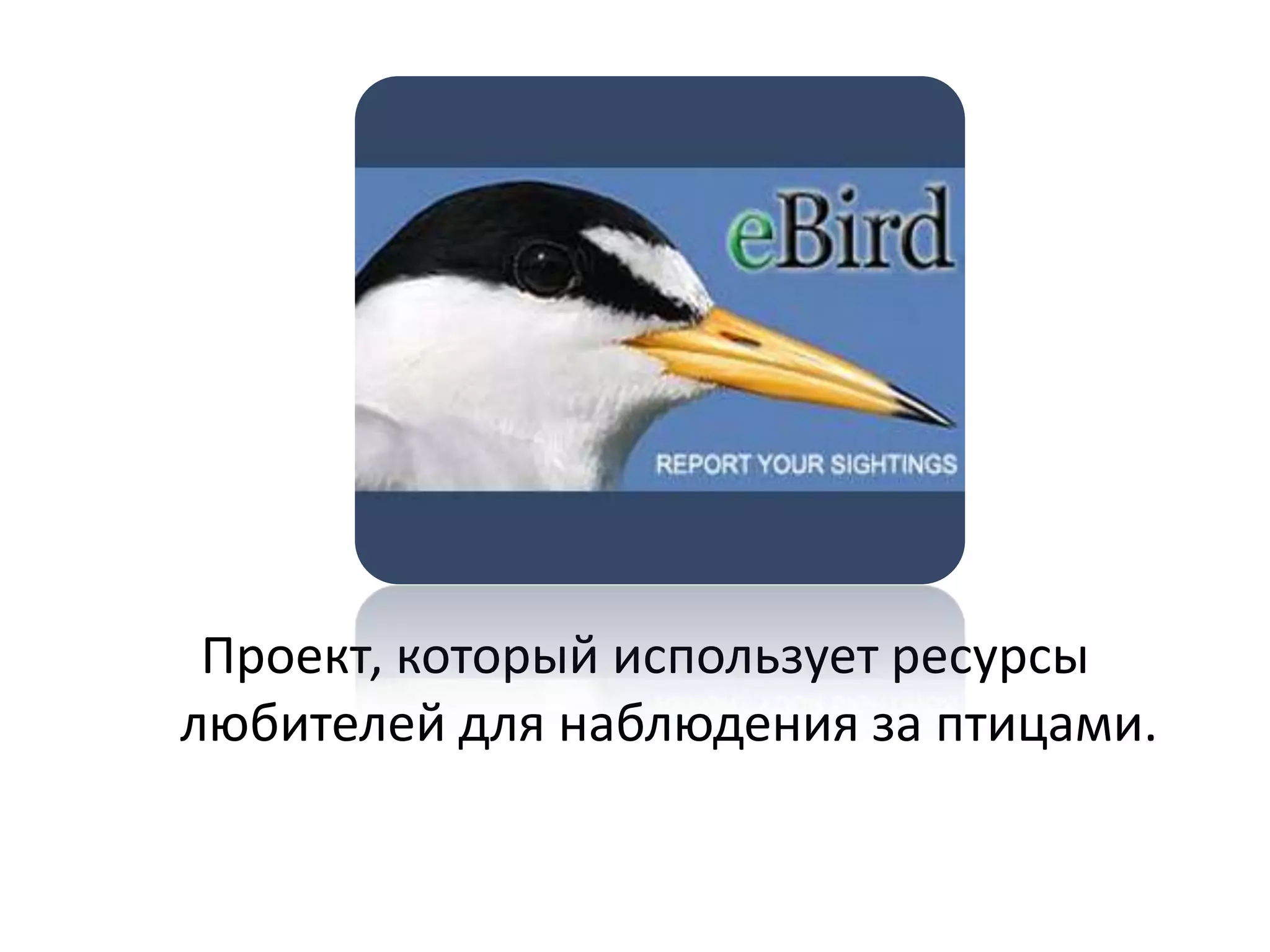 Проект, который использует ресурсы
любителей для наблюдения за птицами.

 