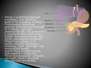  Առաջի 3 բաժինների ընթացքն
ուղղաձիգ է, իսկ մյուսները
կազմում են գալարներ ու ծնկեր։
Մարսողական խողովակի
պատերը հիմնականում կազմված
են 3 շերտից՝ արտաքին՝
շճաթաղանթային, որը կատարում
է պաշտպանական գործառույթ,
ներքին՝ լորձաթաղանթային, որի
փուխր շարակցահյուսվածքային
հենքում ճյուղավորվում են
արյան, ավշային անոթները և
նյարդերը, միջին՝ մկանային, որի
գալարակծկանքային
շարժումների շնորհիվ սնունդը
փոխադրվում է տեղից տեղ։
Միայն կերակրափողի և ըմպանի
արտաքին շերտն է կազմված
շարակցական հյուսվածից։
 