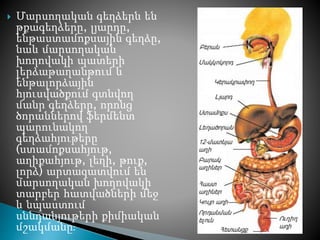  Մարսողական գեղձերն են
թքագեղձերը, լյարդը,
ենթաստամոքսային գեղձը,
նաև մարսողական
խողովակի պատերի
լերձաթաղանթում և
ենթալորձային
հյուսվածքում գտնվող
մանր գեղձերը, որոնց
ծորաններով ֆերմենտ
պարունակող
գեղձահյութերը
(ստամոքսահյութ,
աղիքահյութ, լեղի, թուք,
լորձ) արտազատվում են
մարսողական խողովակի
տարբեր հատվածների մեջ
և նպաստում
սննդանյութերի քիմիական
մշակմանը։
 