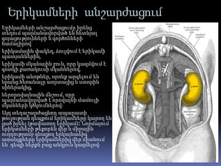 Երիկամների անշարժացում
Երիկամների անշարժացումը իրենց
տեղում պայմանավորված են հետևյալ
գոյացությունների և գործոնների
համալիրով՝
երիկամային փակեղ, ձուլվում է երիկամի
պատյաններին,
երիկամի մկանային բուն, որը կազմվում է
գոտկի քառակուսի մկաններով,
երիկամի անոթներ, որոնք արգելում են
նրանց հեռանալը աորտայից և ստորին
սիներակից,
ներորովայնային ճնշում, որը
պայմանավորված է որովայնի մամուլի
մկանների կծկումներով։
Այդ տեղաշարժացնող ապարատի
թուլության դեպքում երիկամները կարող են
ցած իջնել (թափառող երիկամ)։ Նորմայում
երիկամների թեքորեն վեր և միջային
ուղղությամբ գնացող երկայնաձիգ
առանցքները երիկամներից վեր միանում
են՝ դեպի ներքև բաց անկյուն կազմելով։
 