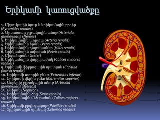 Երիկամի կառուցվածքը
1. Միջուկային նյութ և երիկամային բրգեր
(Pyramides renales)
2. Արտատար բլթակային անոթ (Arteriola
glomerularis efferens)
3. Երիկամային աորտա (Arteria renalis)
4. Երիկամային երակ (Vena renalis)
5. Երիկամային դարպասներ (Hilus renalis)
6. Երիկամային ավազան (Pelvis renalis)
7. Միզածորան (Ureter)
8. Երիկամային փոքր բաժակ (Calices minores
renales)
9. Երիկամի ֆիբրոզային պատյան (Capsula
fibrosa renalis)
10. Երիկամի ստորին բևեռ (Extremitas inferior)
11. Երիկամի վերին բևեռ (Extremitas superior)
12. Առբերիչ բլթակային անոթ (Arteriola
glomerularis afferens)
13. Նեֆրոն (Nephron)
14. Երիկամային ծոց (Sinus renalis)
15. Երիկամային մեծ բաժակ (Calices majores
renales)
16. Երիկամի բրգի գագաթ (Papillae renales)
17. Երիկամային սյունակ (Columna renalis)
 