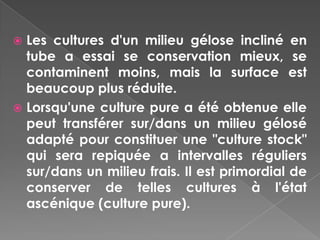  Les cultures d'un milieu gélose incliné en
  tube a essai se conservation mieux, se
  contaminent moins, mais la surface est
  beaucoup plus réduite.
 Lorsqu'une culture pure a été obtenue elle
  peut transférer sur/dans un milieu gélosé
  adapté pour constituer une "culture stock"
  qui sera repiquée a intervalles réguliers
  sur/dans un milieu frais. Il est primordial de
  conserver de telles cultures à l'état
  ascénique (culture pure).
 