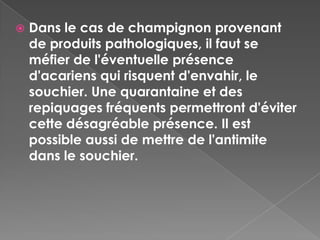    Dans le cas de champignon provenant
    de produits pathologiques, il faut se
    méfier de l'éventuelle présence
    d'acariens qui risquent d'envahir, le
    souchier. Une quarantaine et des
    repiquages fréquents permettront d'éviter
    cette désagréable présence. Il est
    possible aussi de mettre de l'antimite
    dans le souchier.
 