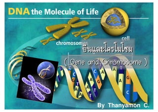 (( Gene and Chromosome ))
   Gene and Chromosome



 By Thanyamon C.
                   By Thanyamon C.
                                1
 